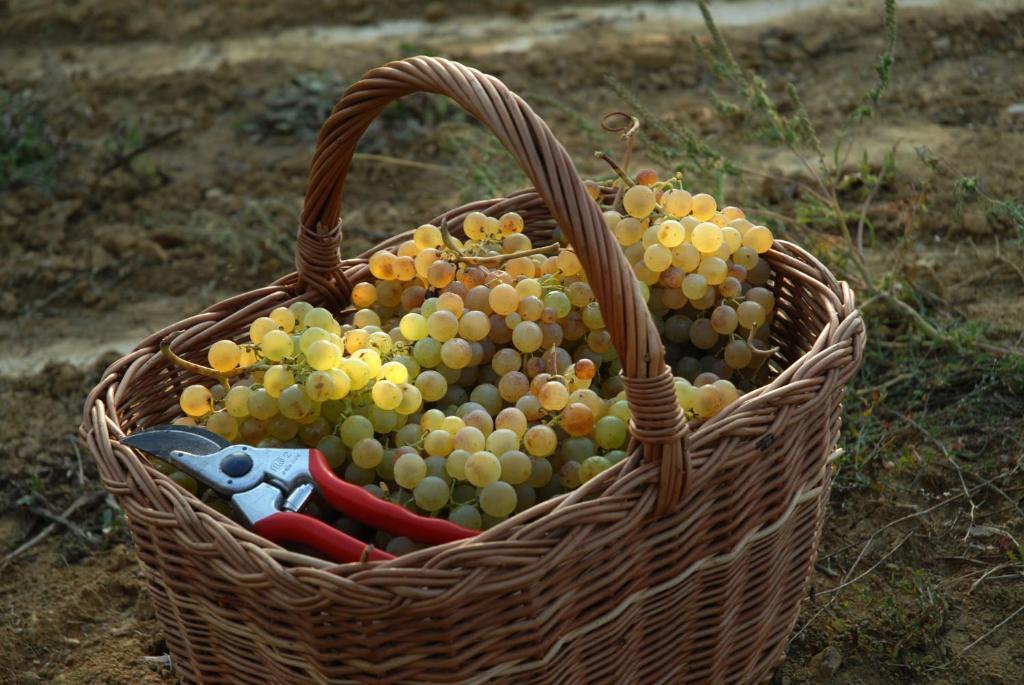 B&B Il Poggio Di Gavi Dış mekan fotoğraf